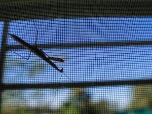 mosquito on screen