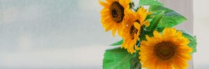 sunflowers